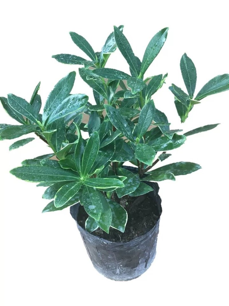 瑞香花苗。金边瑞香。带土球发。