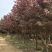 红叶李