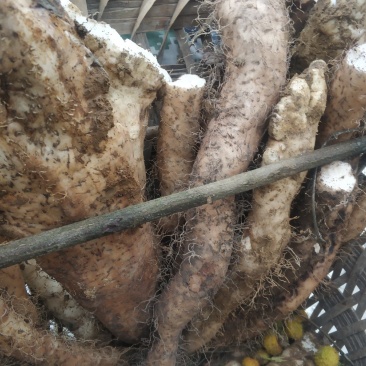 贵州野生山药香糯可口非种植山药量大包邮