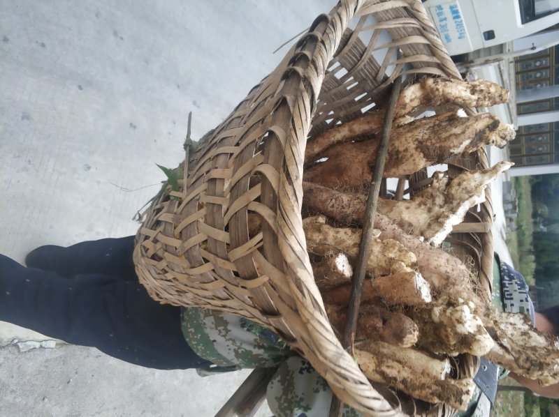 贵州野生山药香糯可口非种植山药量大包邮