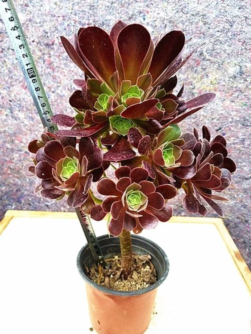 韶羞，紫羊绒，欧紫，法师多肉植物
