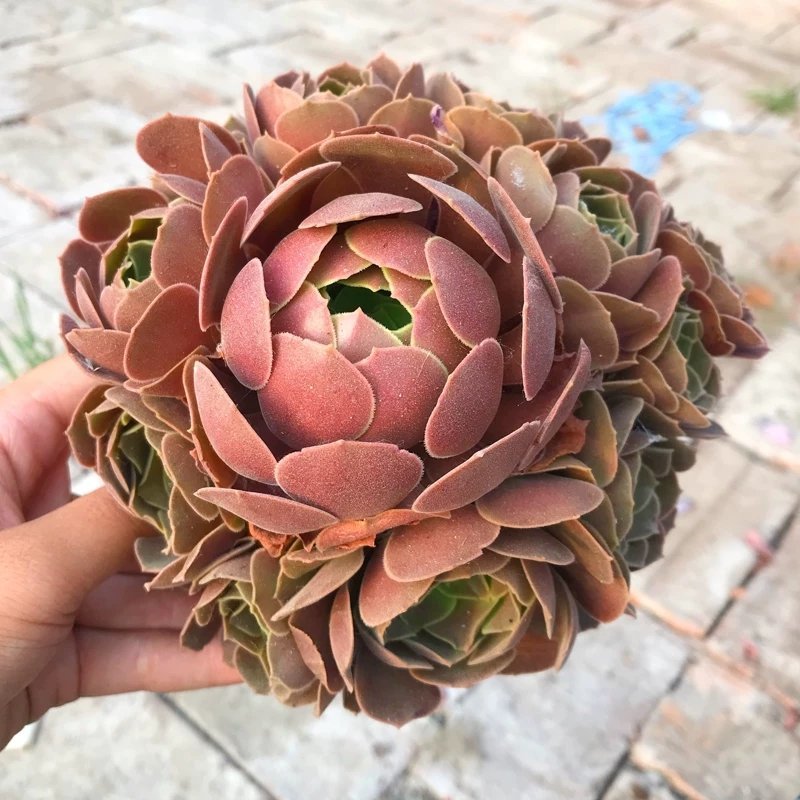 韶羞，紫羊绒，欧紫，法师多肉植物