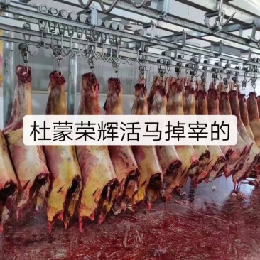 蒙古进口马肉排腩连体肋排肉，大量供应