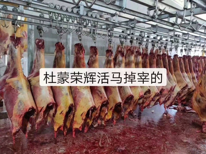 蒙古进口马肉排腩连体肋排肉，大量供应