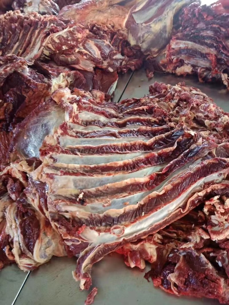 蒙古进口马肉排腩连体肋排肉，大量供应