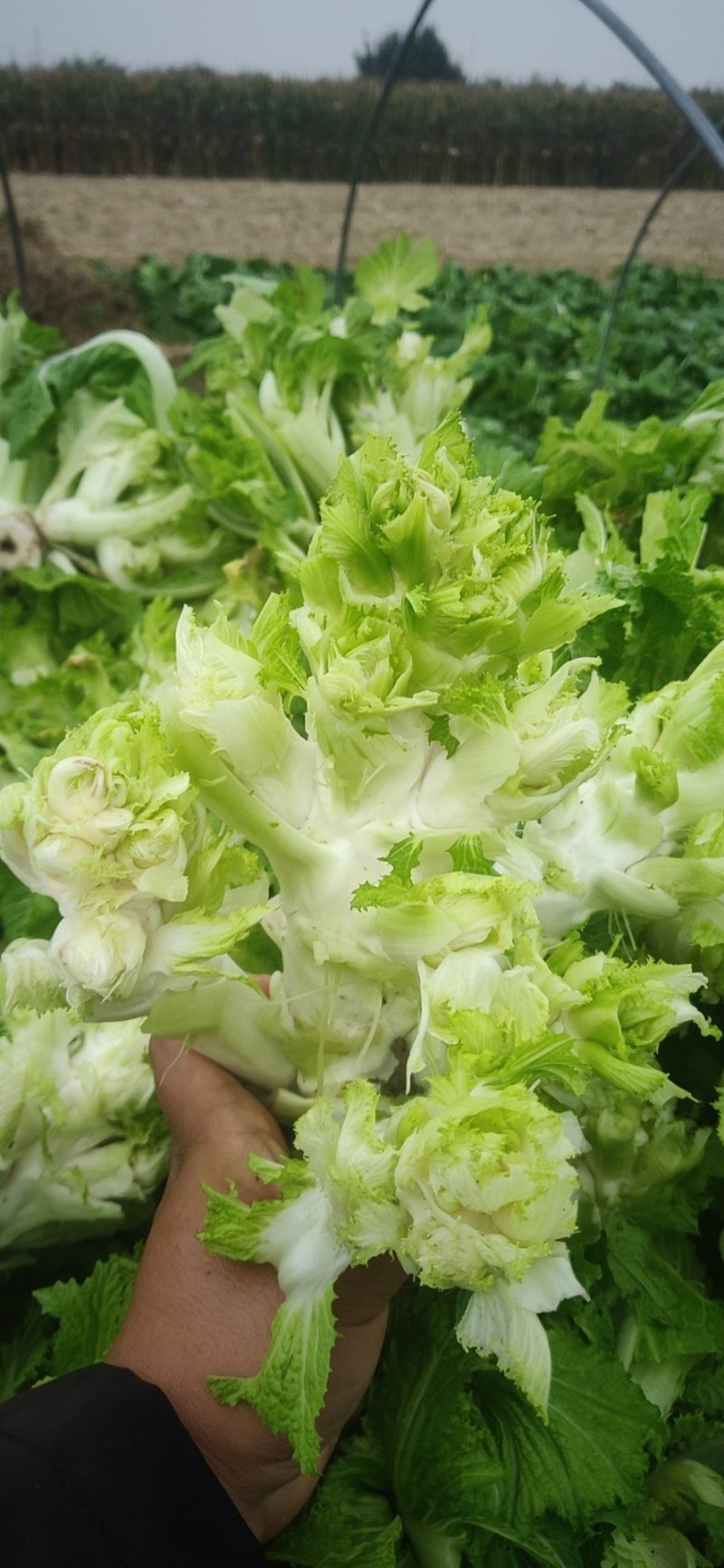 儿菜