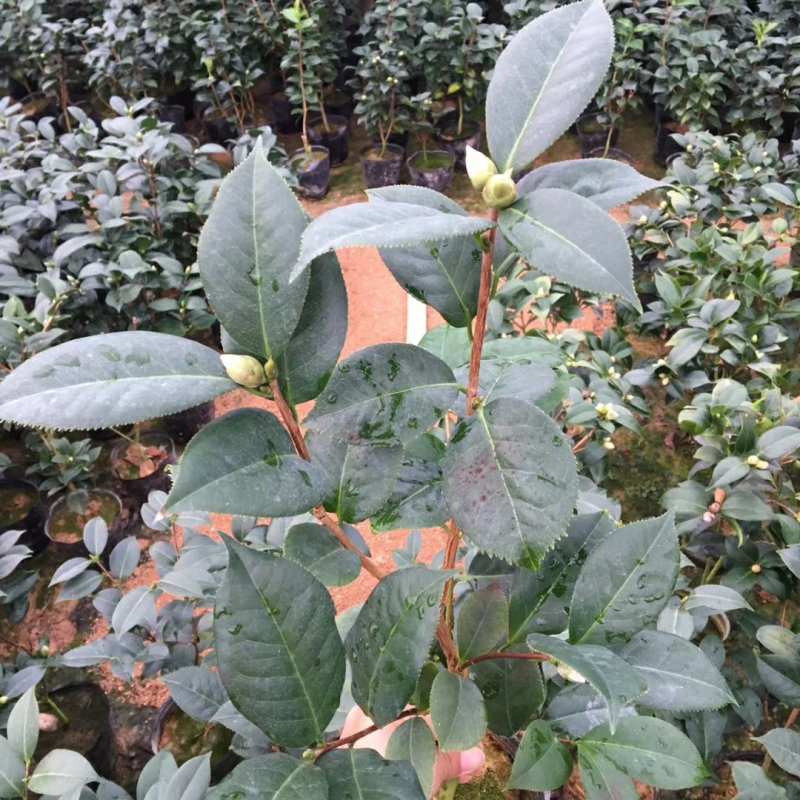 名贵品种茶花：帕克斯茶花苗产地发货快递包邮