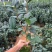 名贵品种茶花：帕克斯茶花苗产地发货快递包邮