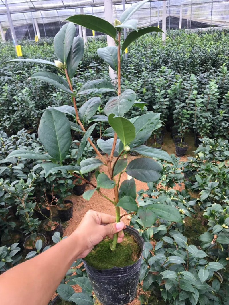 名贵品种茶花：帕克斯茶花苗产地发货快递包邮