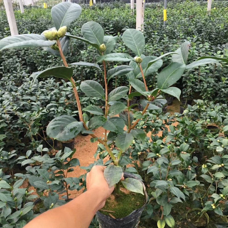 名贵品种茶花：帕克斯茶花苗产地发货快递包邮
