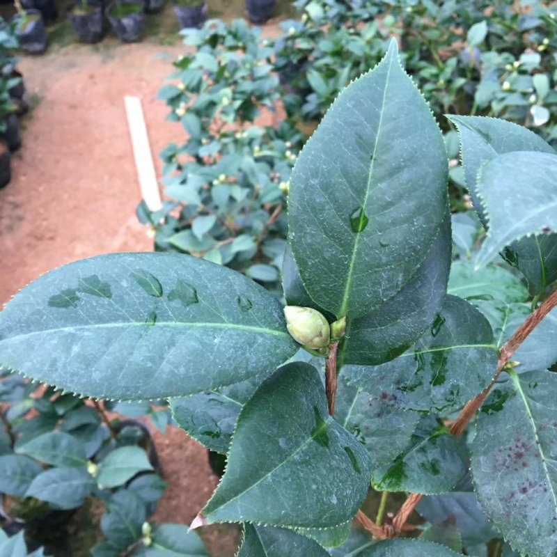 名贵品种茶花：帕克斯茶花苗产地发货快递包邮