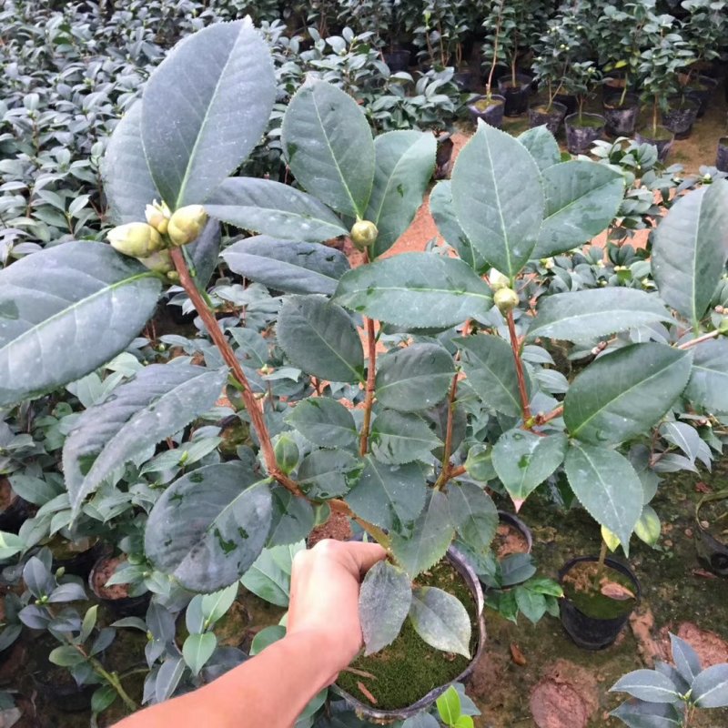 名贵品种茶花：帕克斯茶花苗产地发货快递包邮