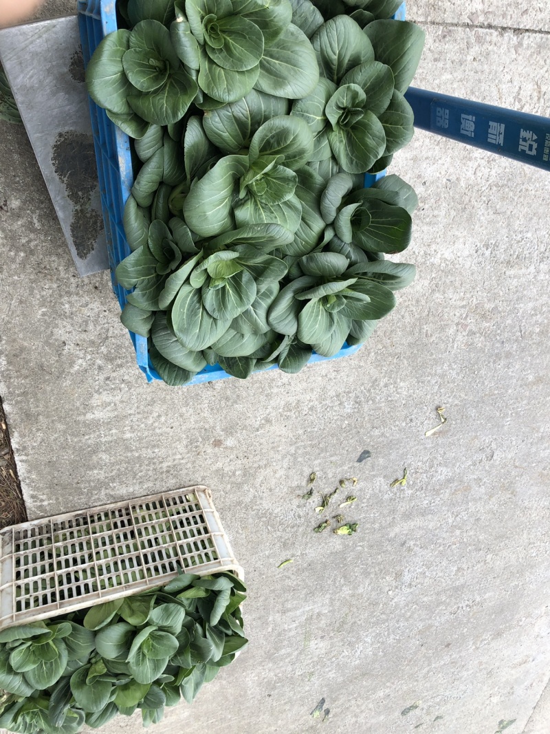精品矮脚黑青菜，苏州青，太湖菜