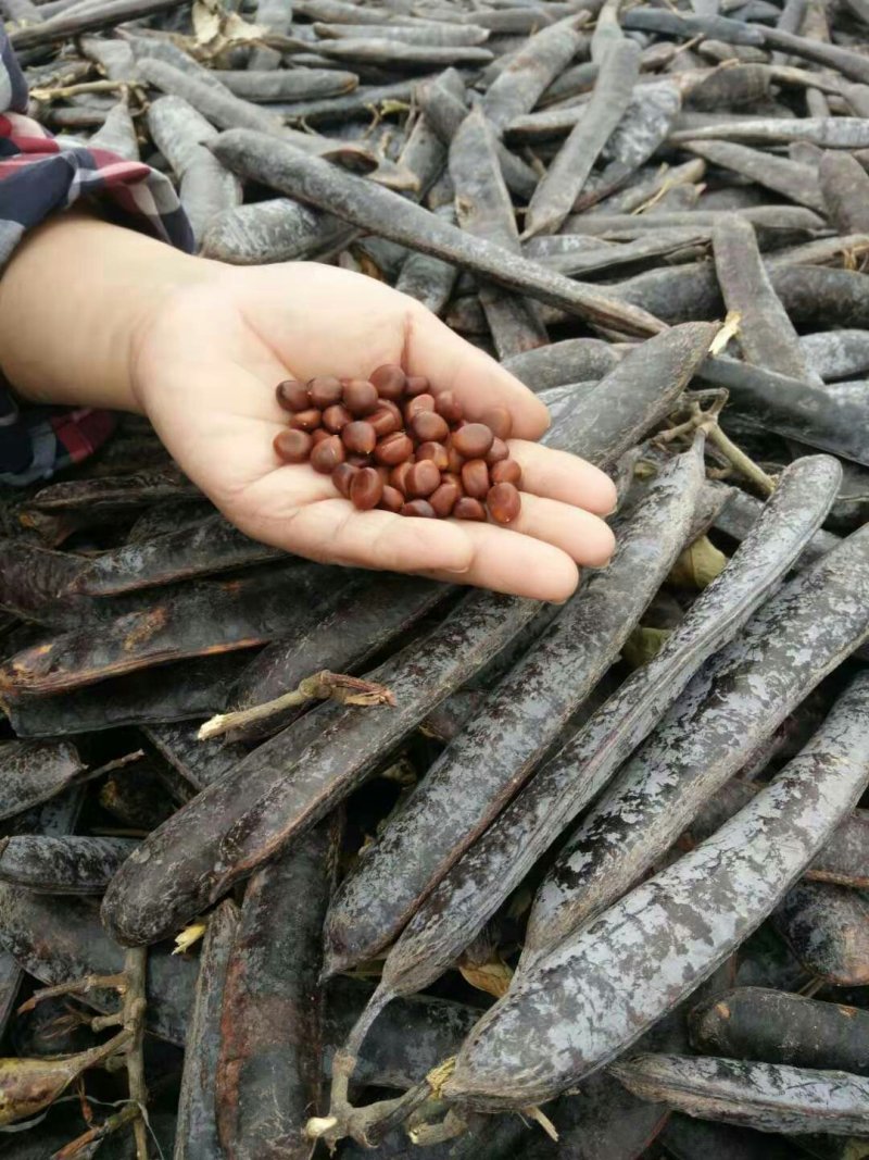 皂角
