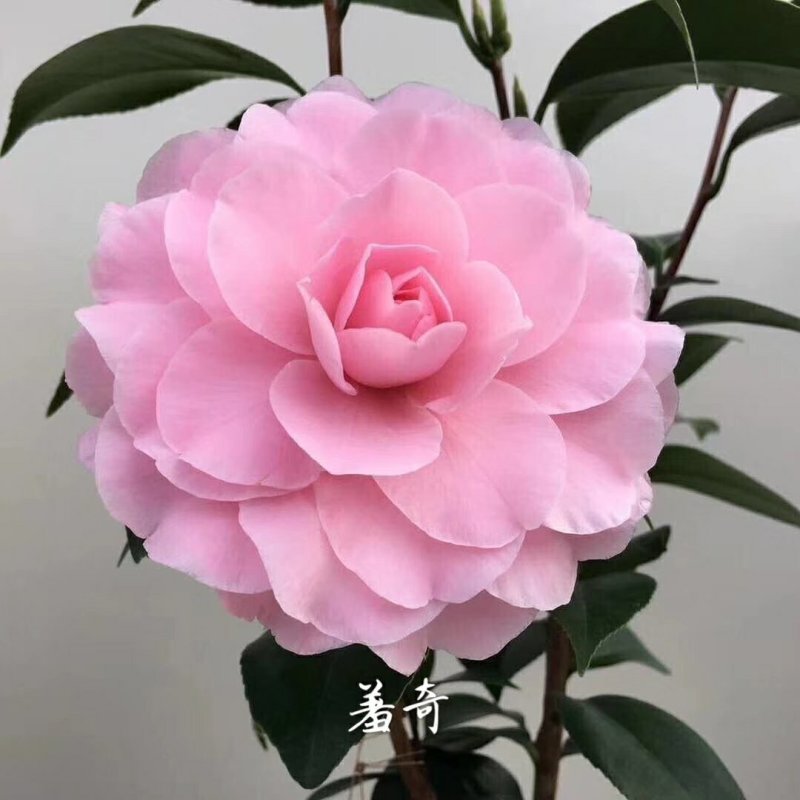 名贵品种茶花：羞奇茶花苗原盆原土产地发货
