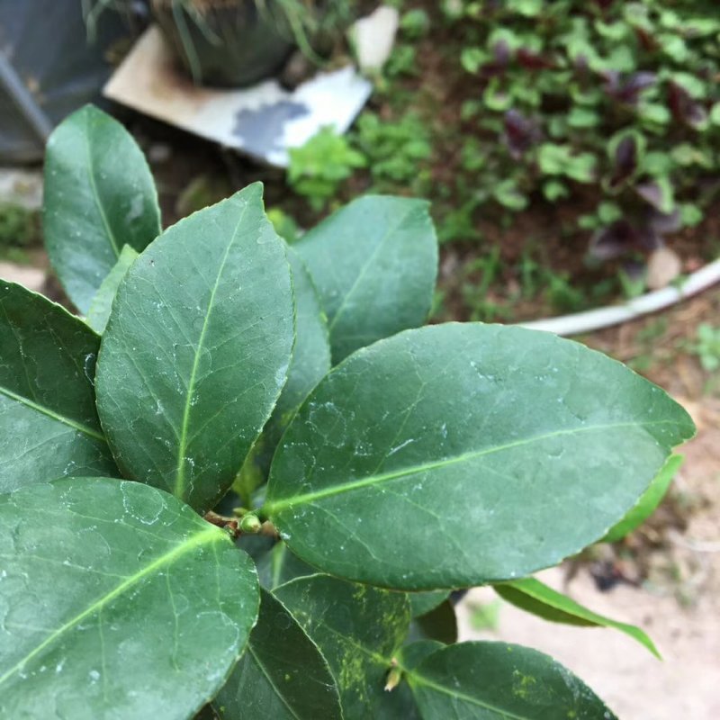 名贵品种茶花：羞奇茶花苗原盆原土产地发货
