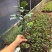 名贵品种茶花：羞奇茶花苗原盆原土产地发货