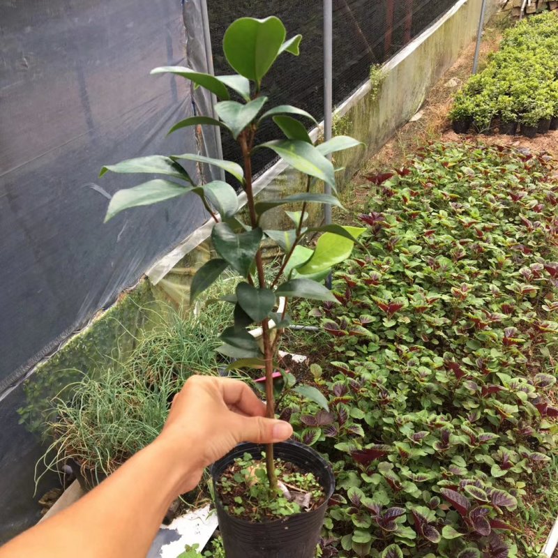 名贵品种茶花：羞奇茶花苗原盆原土产地发货