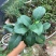 名贵品种茶花：羞奇茶花苗原盆原土产地发货