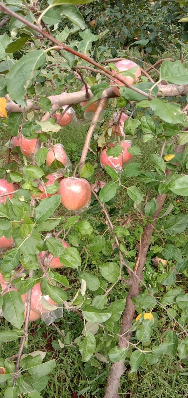 苹果