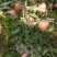 苹果