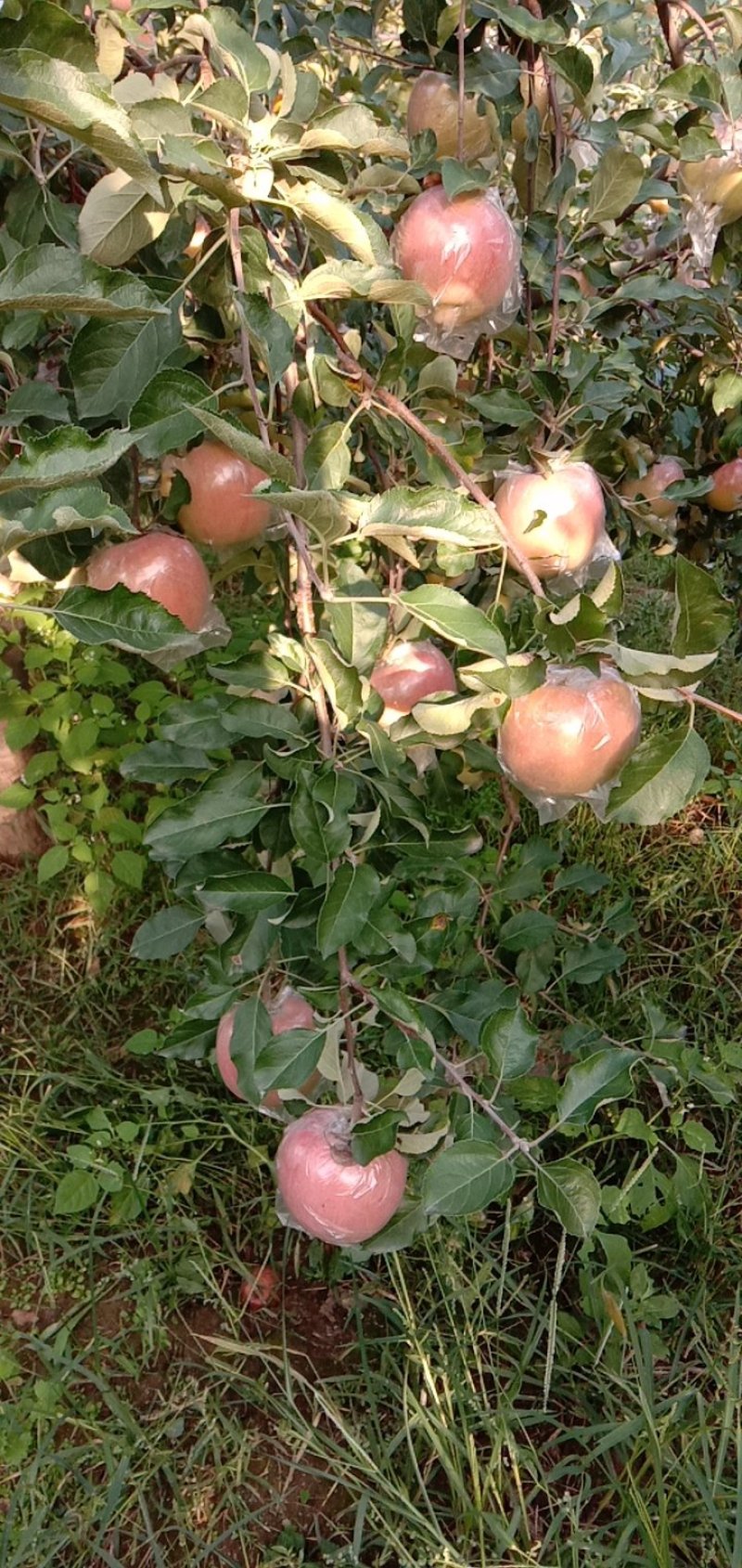 苹果