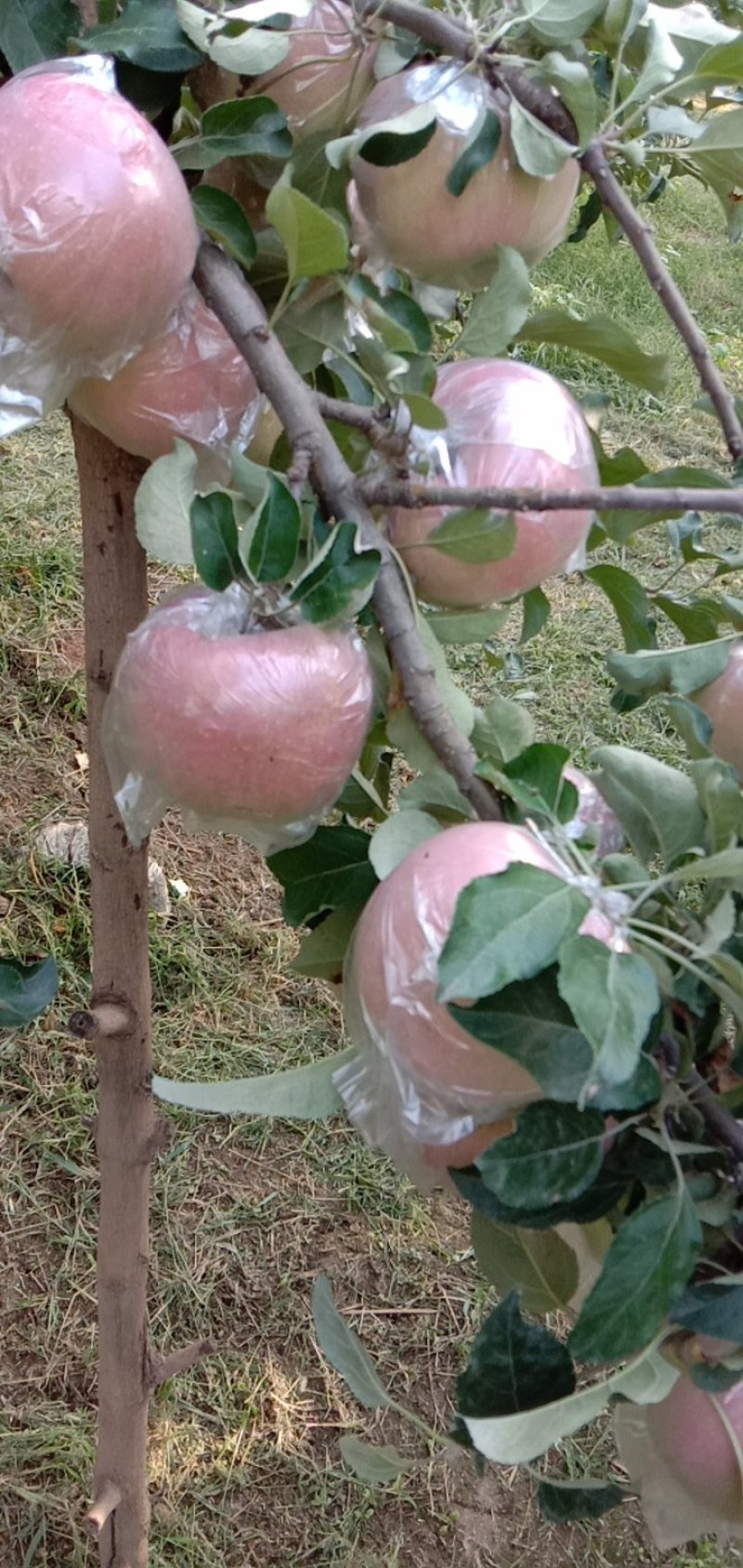 苹果