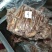 杜蒙荣辉精修去油大块熟牛肋条肉