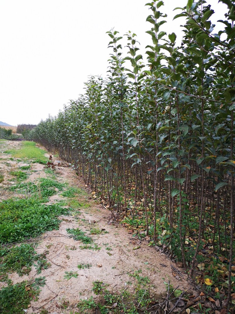 苹果苗【黄金苹果苗】果树新品种黄金苹果苗不同于维纳斯