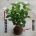 【品质保证】茉莉花盆栽家养净化空气南北适种包成活死苗补发