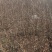 白柠条苗柠条苗包成活率量大产地直供