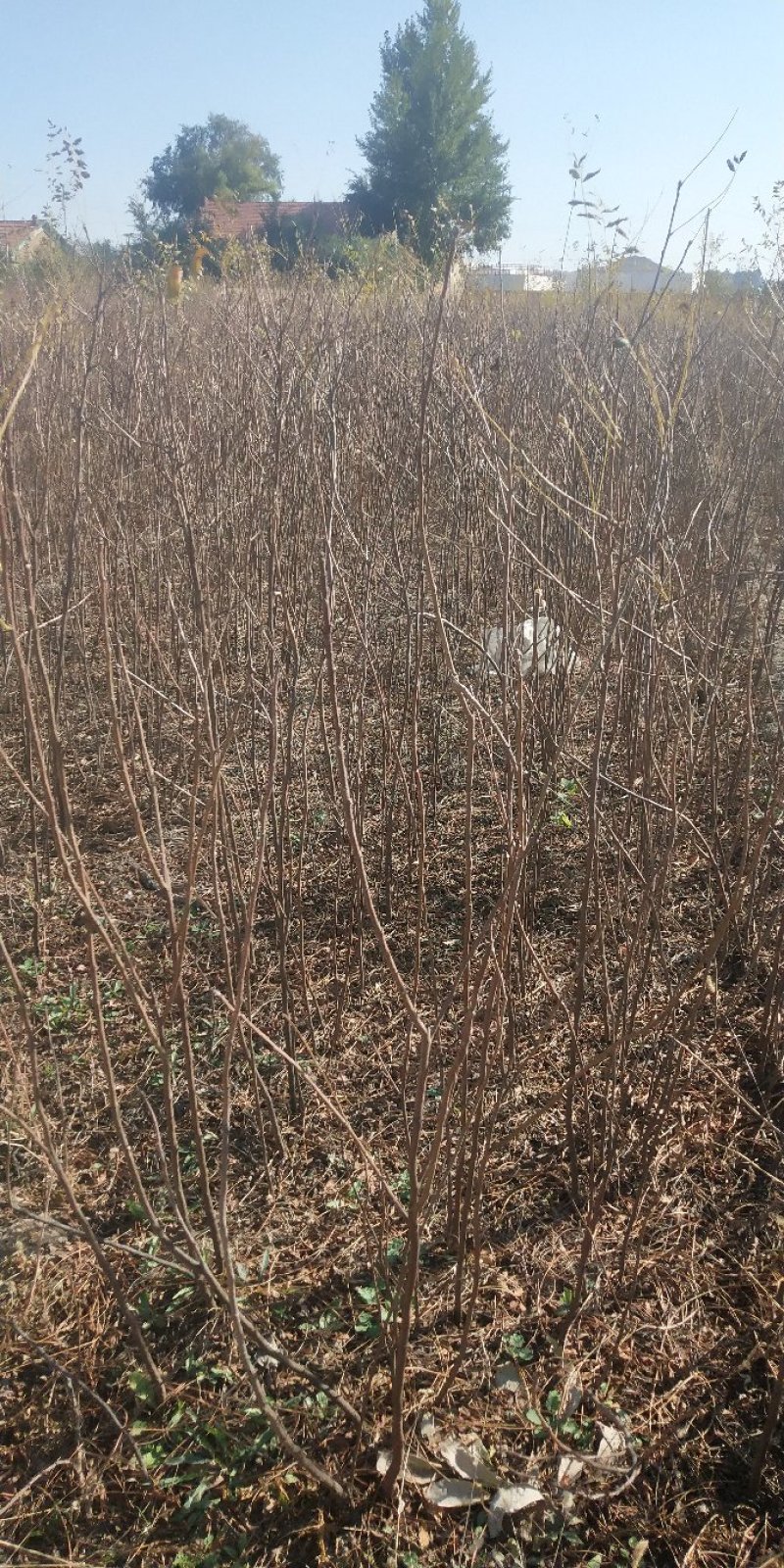 白柠条苗柠条苗包成活率量大产地直供