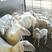 湖羊湖羊繁殖种母羊多羔多胎品种羊免费送货货到付款