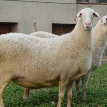湖羊湖羊繁殖种母羊多羔多胎品种羊免费送货货到付款