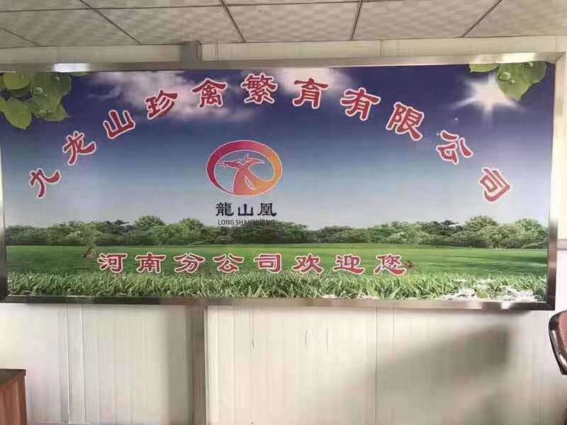 龙山凰三黄土鸡公苗包打疫苗品种纯正质量保证