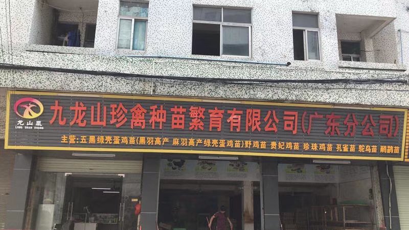 龙山凰三黄土鸡公苗包打疫苗品种纯正质量保证