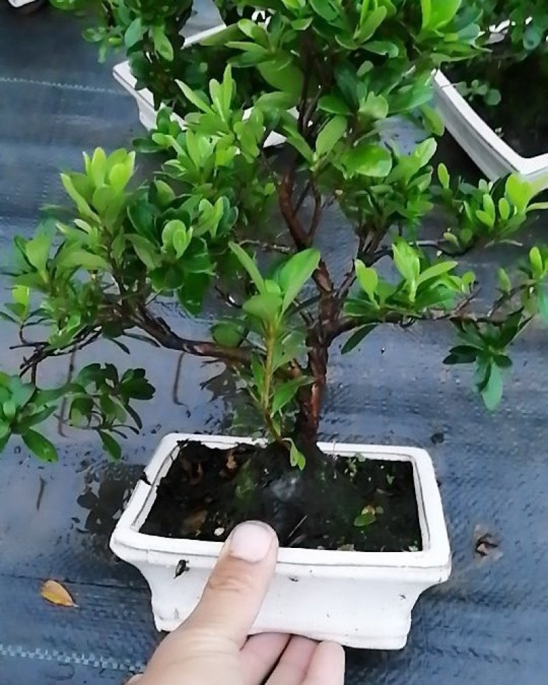 日本杜鹃花苗小叶杜鹃。盆景杜鹃花。
