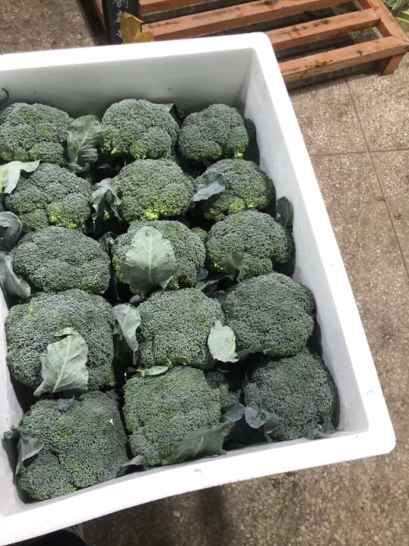 西兰花种苗优质种苗精心培育货源充足质量保证