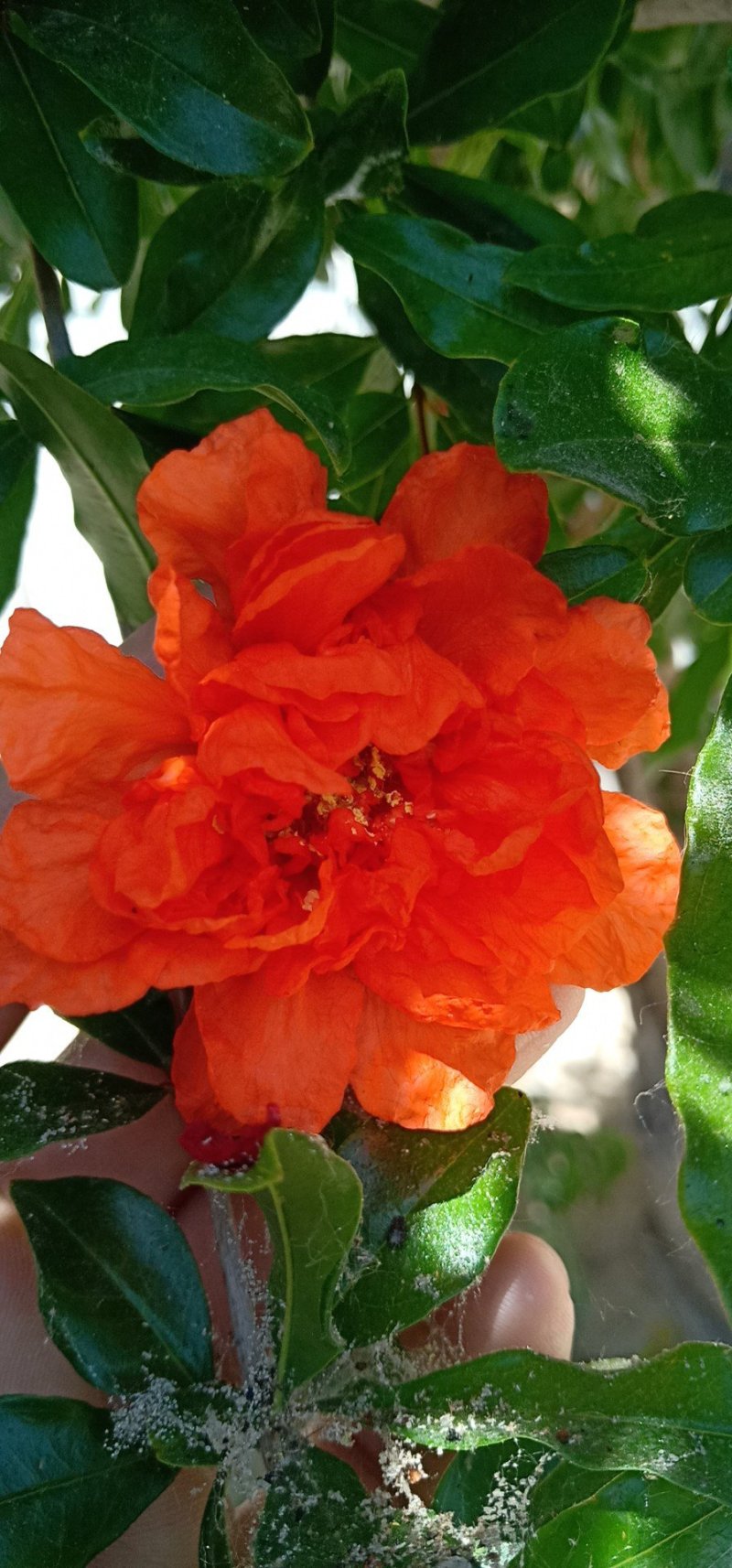 牡丹花石榴苗，基地现场挖苗，3公分花石榴，当年开花石榴
