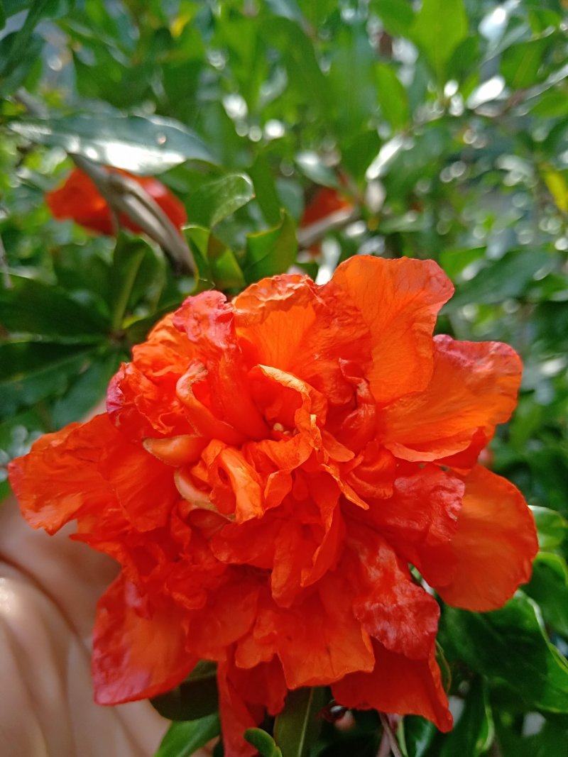 牡丹花石榴苗，基地现场挖苗，3公分花石榴，当年开花石榴