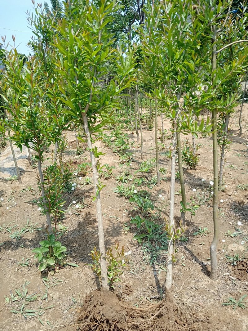 牡丹花石榴苗，基地现场挖苗，3公分花石榴，当年开花石榴