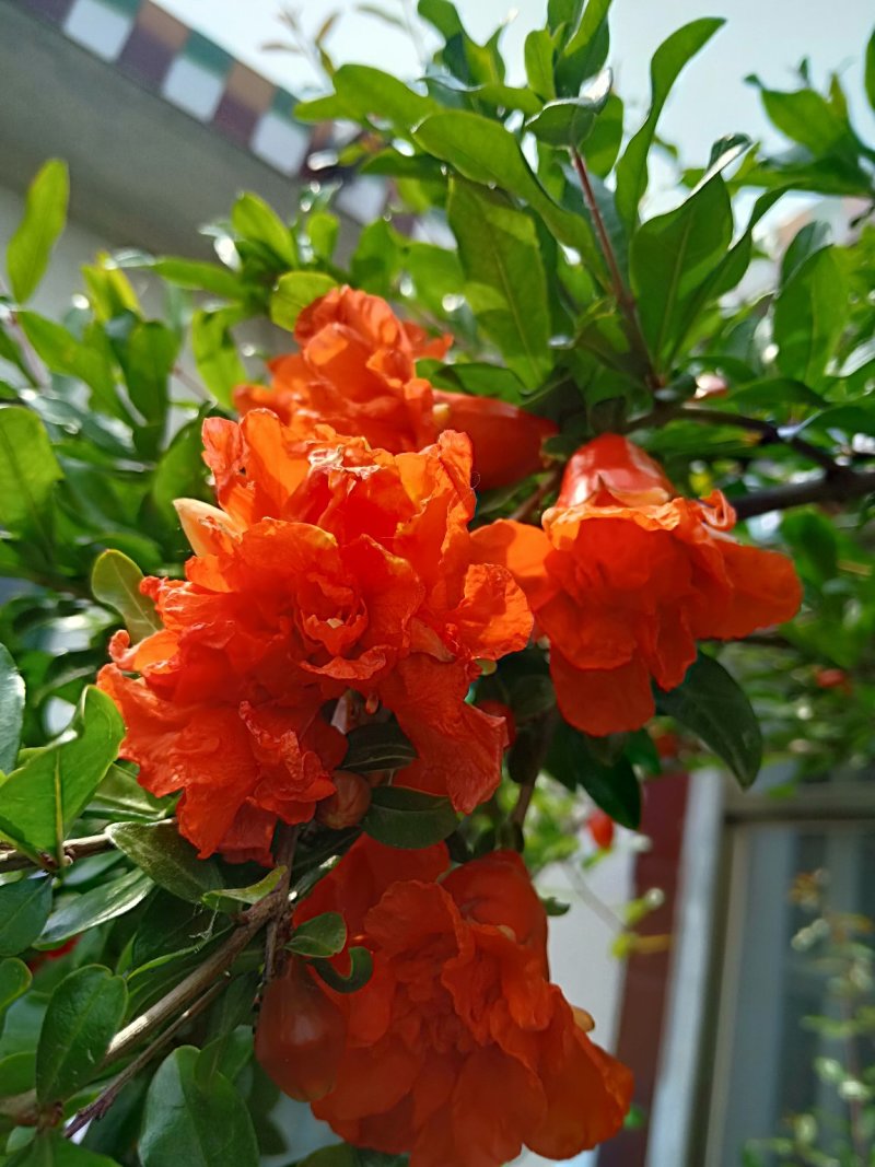 牡丹花石榴苗，基地现场挖苗，3公分花石榴，当年开花石榴