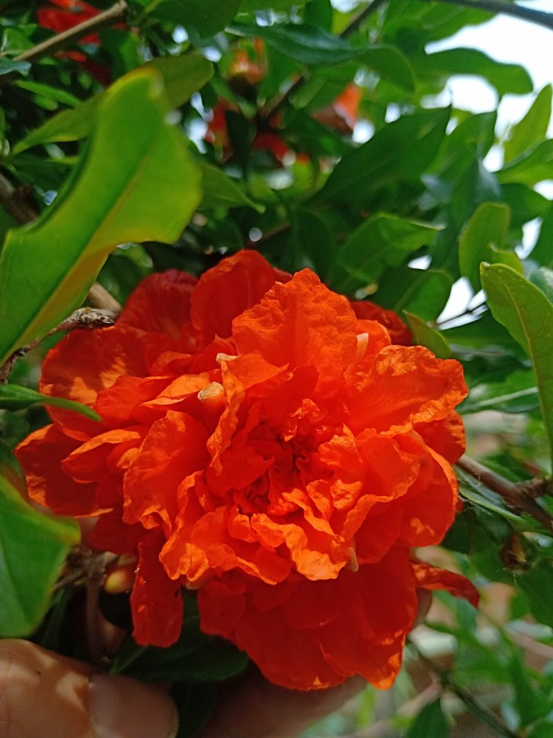 牡丹花石榴苗，基地现场挖苗，3公分花石榴，当年开花石榴