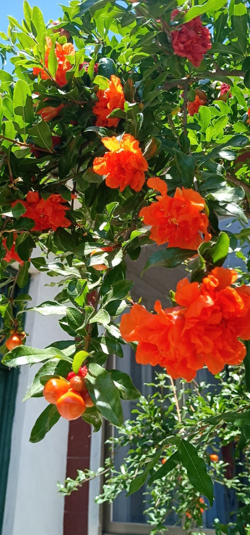 牡丹花石榴苗，基地现场挖苗，3公分花石榴，当年开花石榴