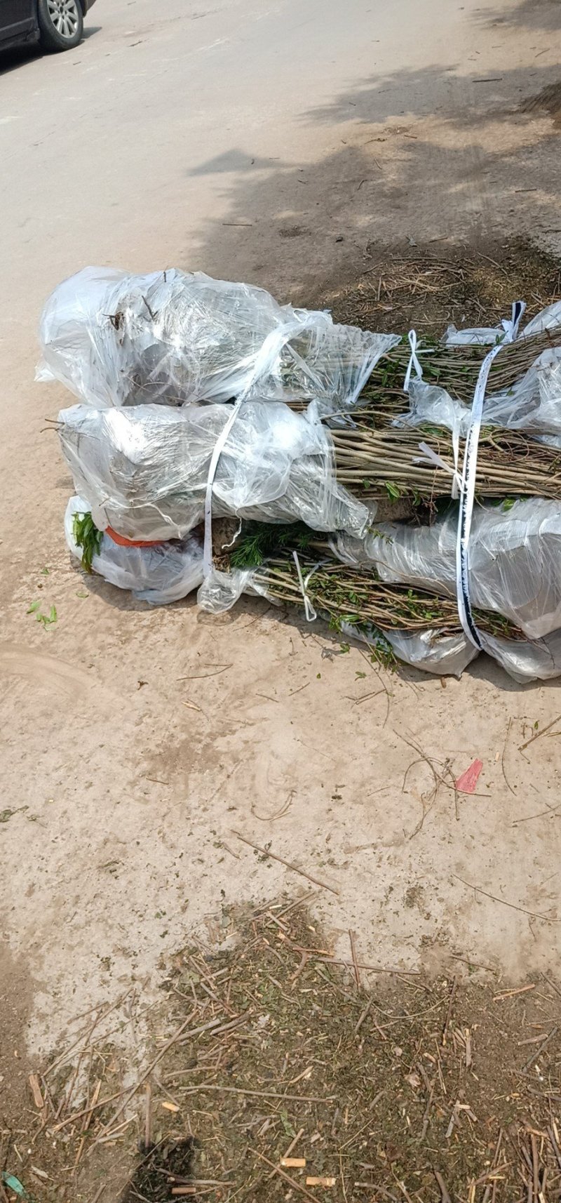 牡丹花石榴苗，基地现场挖苗，3公分花石榴，当年开花石榴