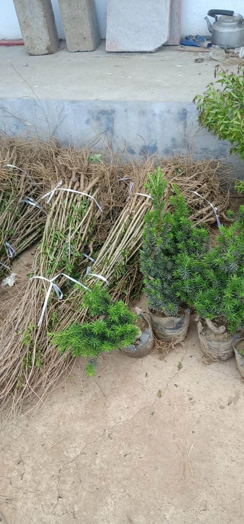 牡丹花石榴苗，基地现场挖苗，3公分花石榴，当年开花石榴