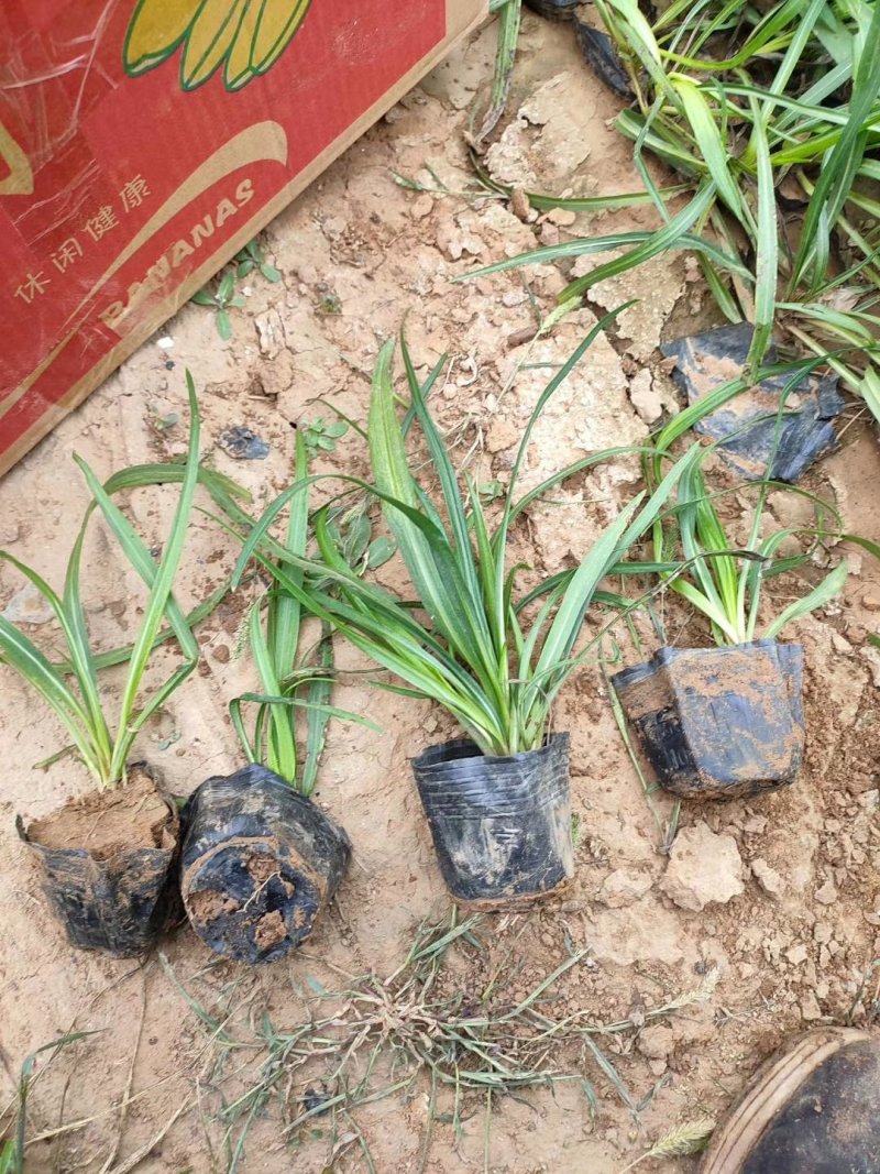 崂峪苔草苔草基地直供欢迎选购
