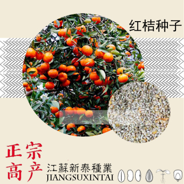 新种红桔种子积橙种子柚子种子红橘真空包装