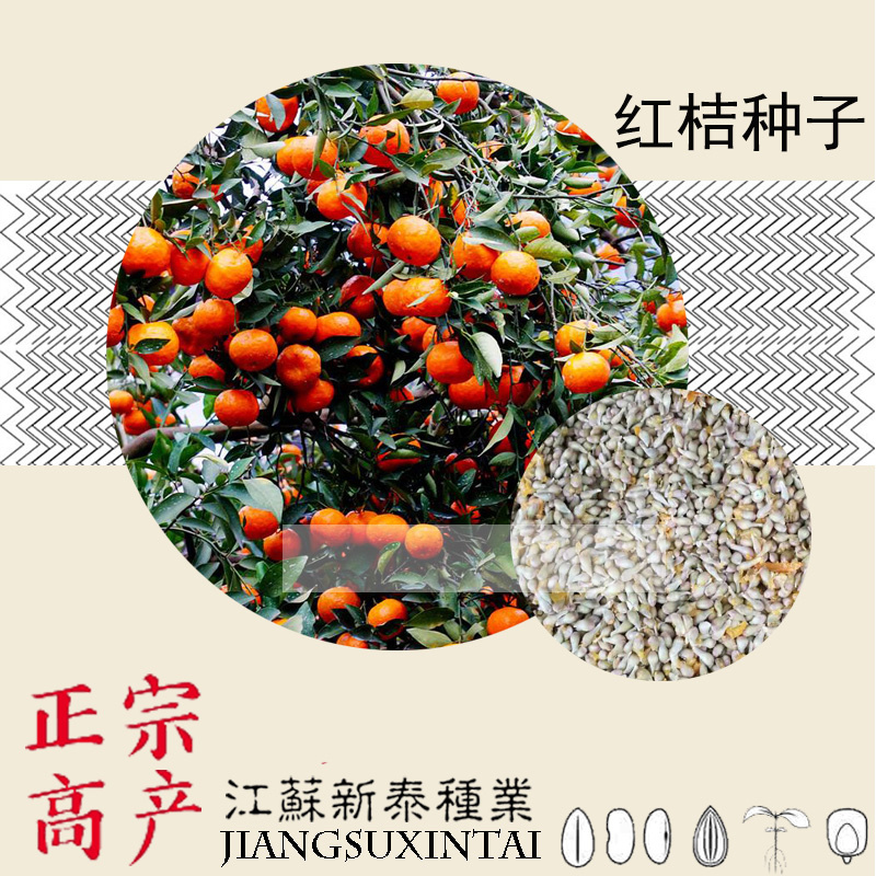 新种红桔种子积橙种子柚子种子红橘真空包装