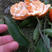 新种红桔种子积橙种子柚子种子红橘真空包装
